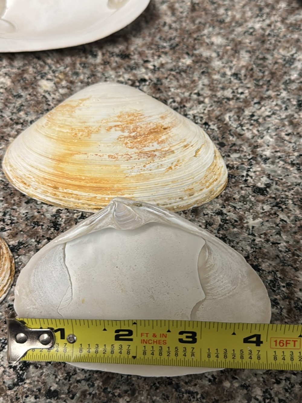Natural Seashells - Picture 3 of 5